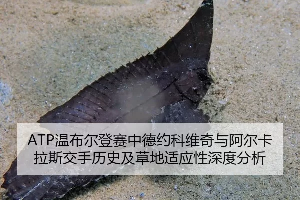 ATP温布尔登赛中德约科维奇与阿尔卡拉斯交手历史及草地适应性深度分析